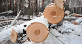 В Коми мужчину насмерть придавило 23-метровым деревом